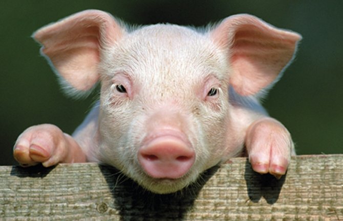 Novi koronavirus pronađen kod svinja