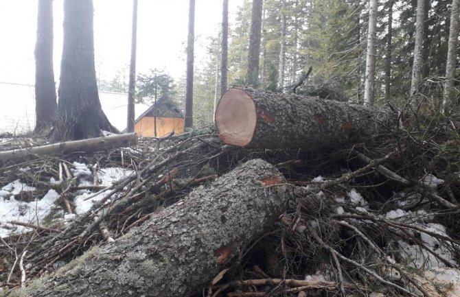 URA: Nova Vlada utvrdiće ko je odgovoran za sistematsko uništavanje šuma 