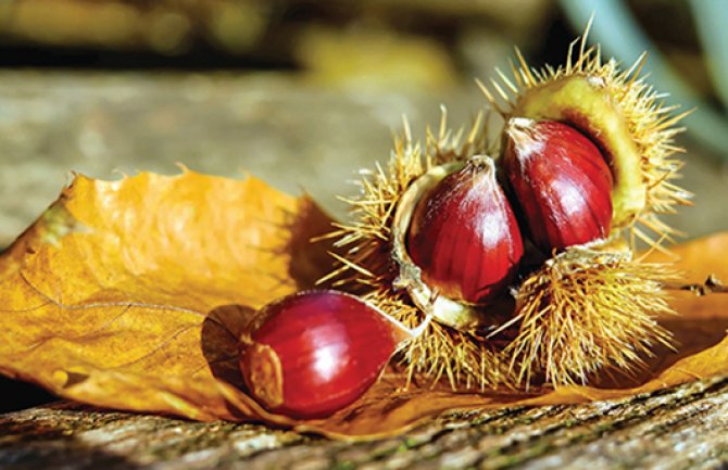 Kesten je jedini orašasti plod koji sadrži vitamin C