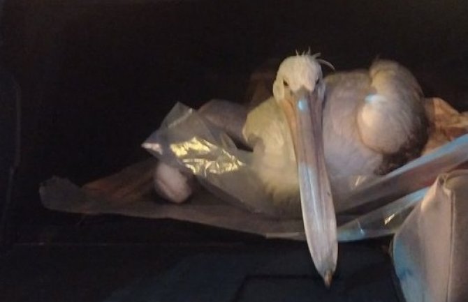 Upucan pelikan na Ulcinjskoj solani