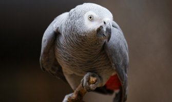 Australija: Papagaj spasio vlasnika smrti