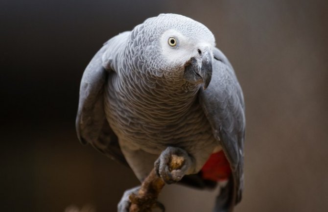 Australija: Papagaj spasio vlasnika smrti