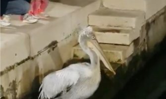 Neobičan gost u Tivtu: Pelikan prošetao do gradske rive