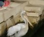 Neobičan gost u Tivtu: Pelikan prošetao do gradske rive