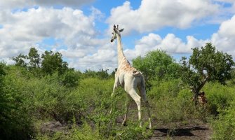 Posljednji primjerak bijele žirafe nosi GPS radi zaštite od lovočuvara