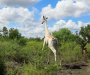 Posljednji primjerak bijele žirafe nosi GPS radi zaštite od lovočuvara