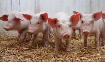 Obavezan pregled svinjskog mesa na Trihinelu