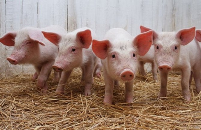 Obavezan pregled svinjskog mesa na Trihinelu