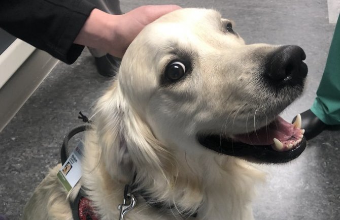 Medicinski centar zaposlio psa, njegov zadatak je da pozdravlja ljude
