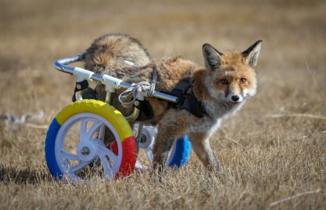 Hodalicom pomogli paralizovanoj lisici da se ponovo kreće (FOTO)