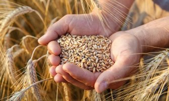 Izvršiti inspekcijski nadzor i konstatovati stanje u kome se nalazi pšenica