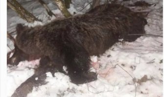 Uhapšena dva Beranca zbog sumnje da su usmrtili medvjeda 