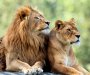 Zoo vrt u Pragu potvrdio: Dva lava i gorila pozitivni na koronavirus
