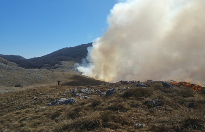 Požar pričinio veliku štetu šumama na Cetinju