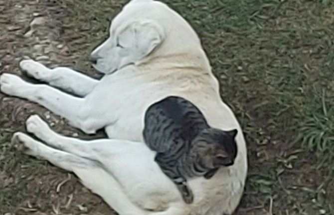 Prijatelji: Maca bezbrižno spava na leđima ogromnog kangala (FOTO)