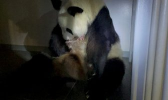 Panda blizanci nova atrakcija zoo vrta u Tokiju