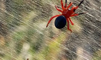 Zabijeljelo: Djelovi Australije prekriveni paukovim mrežama