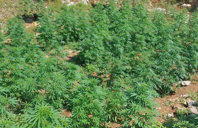 U Baru pronađena laboratorija za uzgoj marihuane; uhapšen osumnjičeni