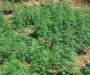 U Baru pronađena laboratorija za uzgoj marihuane; uhapšen osumnjičeni