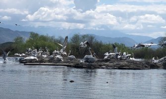Ptičiji grip prijeti da uništi pelikane na Skadarskom jezeru
