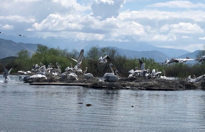 Kolonija pelikana uvećana za 150 mladih u NP Skadarsko jezero