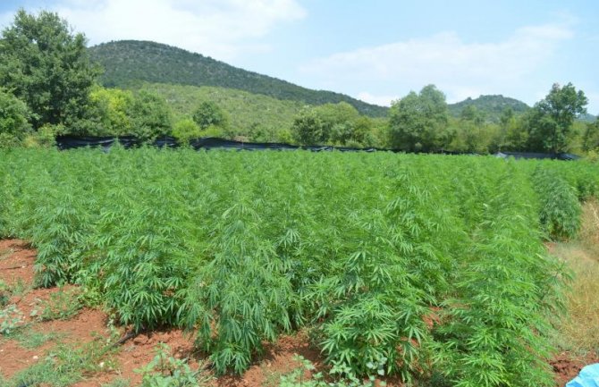 Otkriven najveći zasad marihuane u Crnoj Gori, uhapšen Podgoričanin