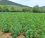 Osumnjičeni vlasnik plantaže marihuane pušten da se brani sa slobode