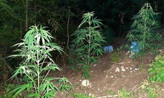 Nedaleko od granice sa BiH pronađena još jedna plantaža marihuane