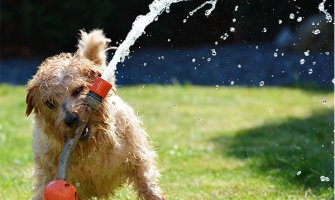 Hitno upozorenje na vrućinu: Nezaštićene životinje u opasnosti od toplotnog udara