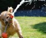 Hitno upozorenje na vrućinu: Nezaštićene životinje u opasnosti od toplotnog udara