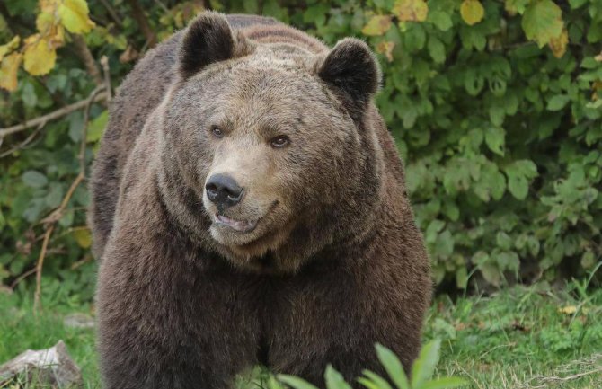 Bijelo Polje: Medvjed napao Erovića dok je brao pečurku, uspio da pobjegne