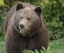 Bijelo Polje: Medvjed napao Erovića dok je brao pečurku, uspio da pobjegne