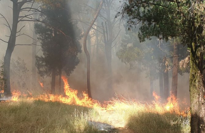 Požar na brdu Gorica će gasiti i avion, sumnja se da je podmetnut(FOTO)