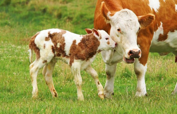 Holanđani grle krave radi oslobađanja od stresa