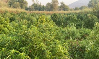 Kod Skadarskog jezera otkrivena još jedna plantaža marihuane, uhapšene tri osobe