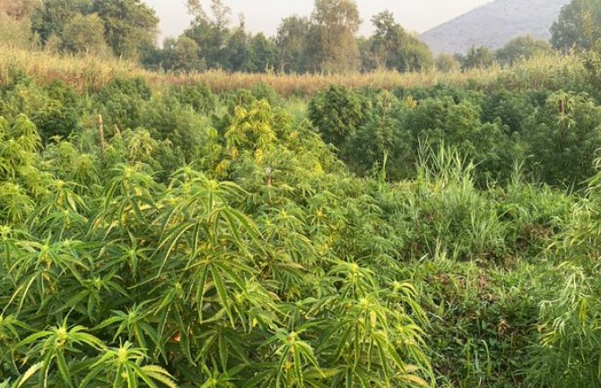 Kod Skadarskog jezera otkrivena još jedna plantaža marihuane, uhapšene tri osobe