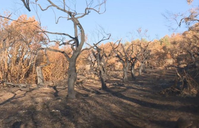 U požarima potpuno uništeno više od 749 stabala maslina ali neće uticati na prinos