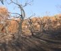 U požarima potpuno uništeno više od 749 stabala maslina ali neće uticati na prinos