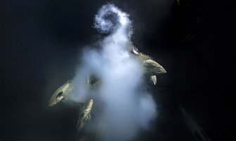 Najbolje fotografije divljine za 2021: Prva nagrada za „Eksplozivni seks“ riba