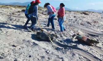 Meksiko: More izbacilo stotine uginulih kornjača na obalu 