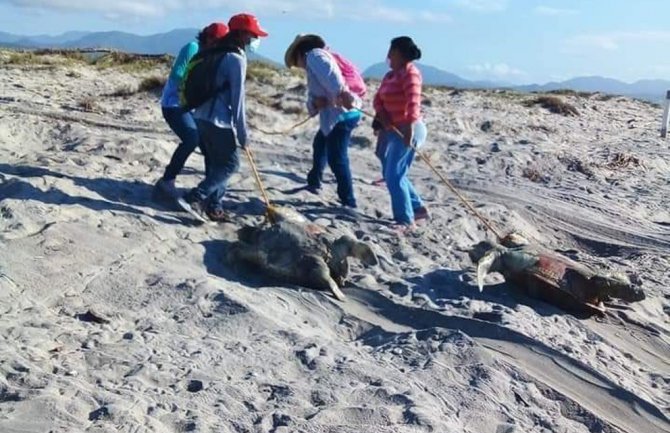Meksiko: More izbacilo stotine uginulih kornjača na obalu 