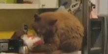 Medvjed nezvani gost u kući Amerikanca, pojeo mu pohovanu piletinu (VIDEO)