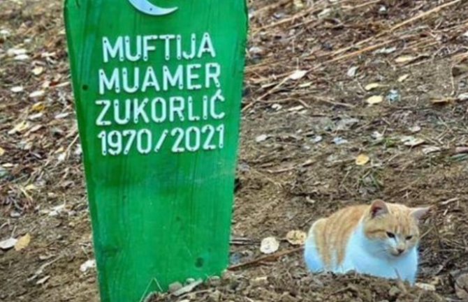 Dirljiva scena: Mačak preminulog muftije Zukorlića ne ide od njegovog groba ni po najvećoj kiši