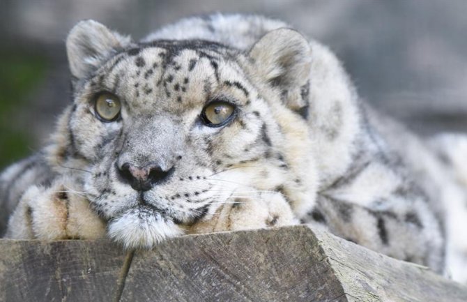 Ima nade za sniježne leoparde: Ugrožena vrsta našla utočište oko Mont Everesta