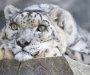 Ima nade za sniježne leoparde: Ugrožena vrsta našla utočište oko Mont Everesta