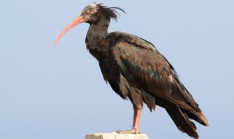 Zaštićena ptića ćelavi ibis svratila u Crnu Goru, ekipe CZIP je 
