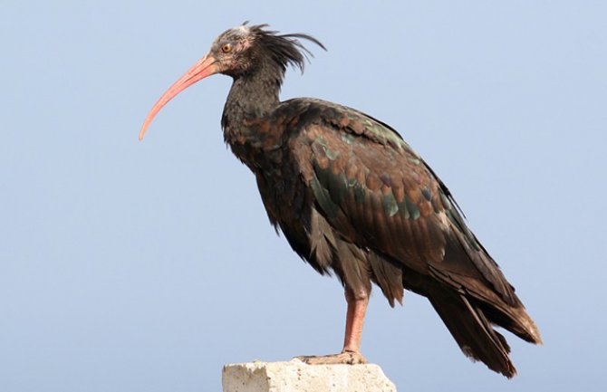Zaštićena ptića ćelavi ibis svratila u Crnu Goru, ekipe CZIP je 