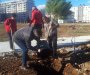 Zaposleni Univerziteta Crne Gore učestvovali u akciji sadnje u kampusu
