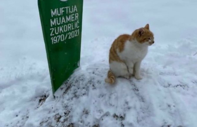 Mačak Muamera Zukorlića ne odlazi sa njegovog groba ni dva mjeseca nakon smrti