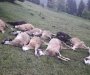 Golfom naletio na stado, stradalo 17 ovaca i dva psa